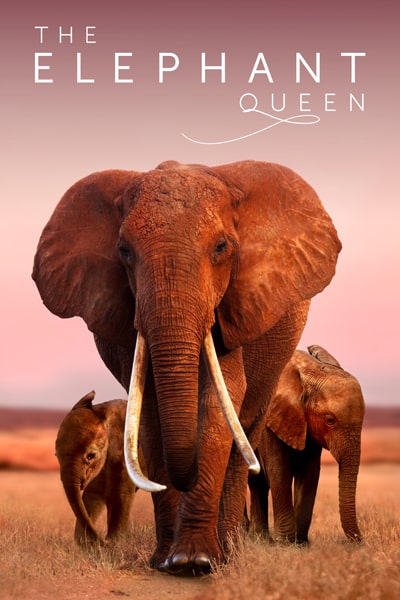 Download The Elephant Queen (2019) Dual Audio {Hindi-English} Movie 480p | 720p | 1080p WEB-DL ESub